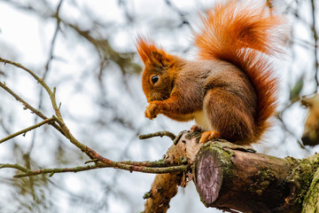 Naklejka na ściany i meble Ginger squirrel in a tree.