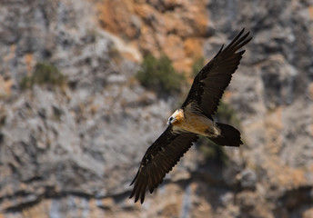 Lammergeier