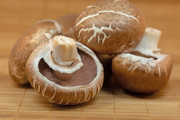 Champignons,Agaricus,braune Zuchtchampignons