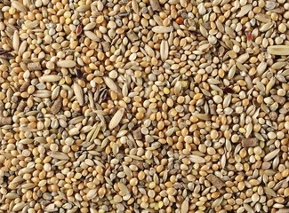 Mixed bird seeds for finch background and texture