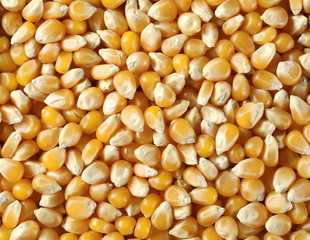 Yellow grain corn popcorn background and texture 