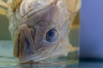 dead fish in aquarium