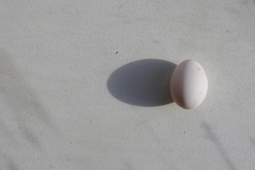 Obraz premium Egg on White Background