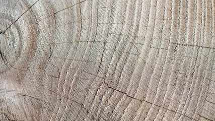 Fototapeta premium Wood growth lines for backgrounds
