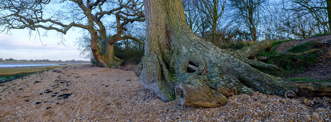 Itchenor foreshore, West Sussex, UK