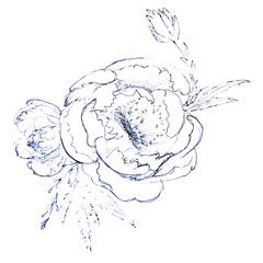 Fototapeta premium illustration, hand-drawn peonies flowers, sketch