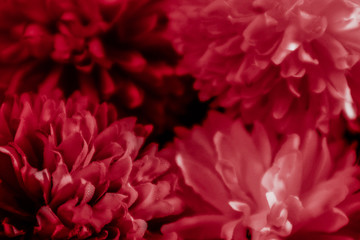 Beautiful abstract color pink and red flowers graphic on black background and light black and pink flower frame and pink leaves texture, dark background, red banner happy valentine