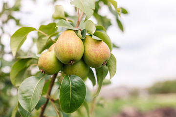 ripening ripe beautiful juicy fruit pears on a branch, pear tree in the garden