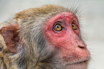 Monkey macaque with a red face is looking at a man in a natural park