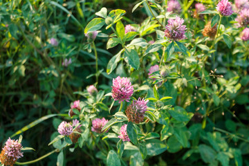 flowering meadow clover on a bright sunny spring day, spring mood, clover honey plant, close-up, selective focus, clover field