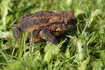 Kröte im Garten