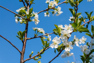 branch with blooming white flowers, cherry blossoms, against the blue blue sky