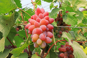 Mature grapes on vines, North China