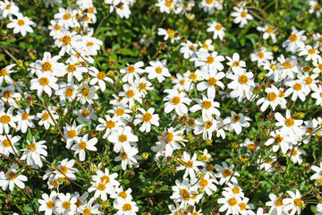 Blühender Zweizahn, Bidens, weiße Blüten