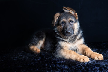 small cute german shephard puppy lying on black background and looking straight into the camera