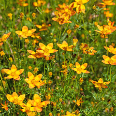 Blühender Zweizahn, Bidens, orange Blüten