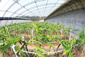 Pitaya greenhouse planting greenhouse in the farm