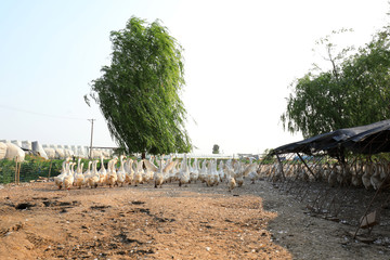 White geese in farms, North China