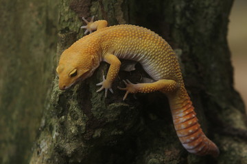 The leopard gecko, also known as the panther gecko or the common leopard gecko, is a medium-sized lizard. They live in the southern part of Central Asia