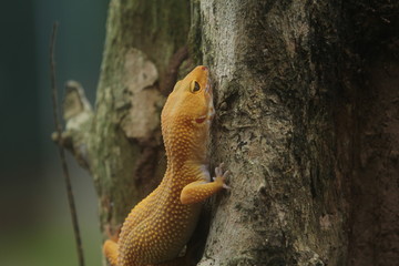 The leopard gecko, also known as the panther gecko or the common leopard gecko, is a medium-sized...