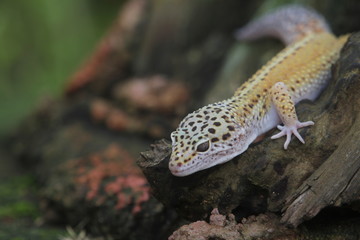 The leopard gecko, also known as the panther gecko or the common leopard gecko, is a medium-sized lizard. They live in the southern part of Central Asia