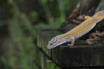 The leopard gecko, also known as the panther gecko or the common leopard gecko, is a medium-sized lizard. They live in the southern part of Central Asia