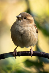 Female House Sparrow (Passer domesticus)