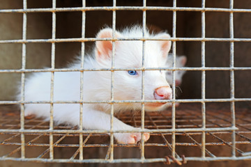 white raccoon in cages on a farm, North China