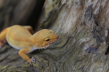 The leopard gecko, also known as the panther gecko or the common leopard gecko, is a medium-sized lizard. They live in the southern part of Central Asia