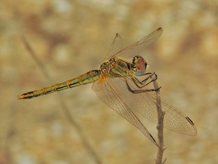 dragonfly on leaf