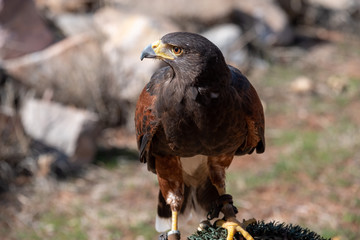 Harris Hawk