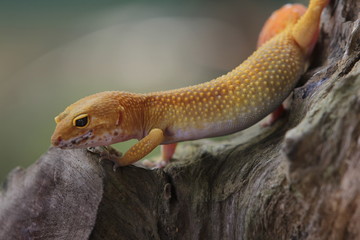 The leopard gecko, also known as the panther gecko or the common leopard gecko, is a medium-sized lizard. They live in the southern part of Central Asia