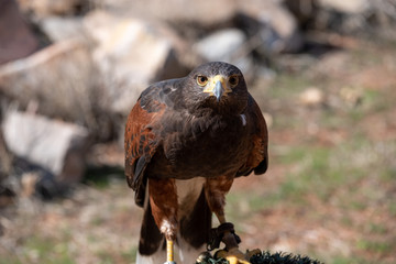 Harris Hawk