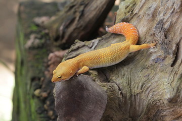 The leopard gecko, also known as the panther gecko or the common leopard gecko, is a medium-sized lizard. They live in the southern part of Central Asia