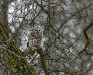 BIRDS OF PREY