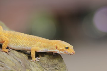 The leopard gecko, also known as the panther gecko or the common leopard gecko, is a medium-sized lizard. They live in the southern part of Central Asia