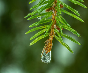 Sopelki lodu na gałązkach drzewa iglastego © Dreamnordno
