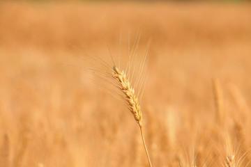 Mature ears of wheat in the field