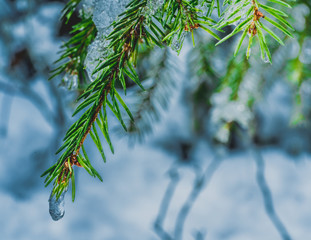 Sopelki lodu na gałązkach drzewa iglastego