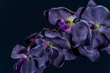 Obraz na płótnie Canvas Violet orchid flower on black background close up..