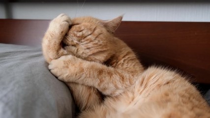Cat grooming. Funny fluffy exotic shorthair cat licking paws and belly. Funny cat on bed