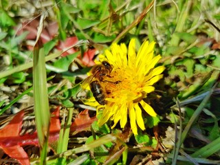 bee on yellow flower
