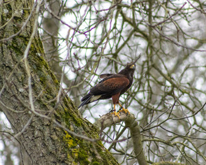 BIRDS OF PREY