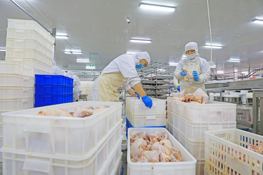 Workers are busy on the broiler processing line, Luannan County, Hebei Province, China