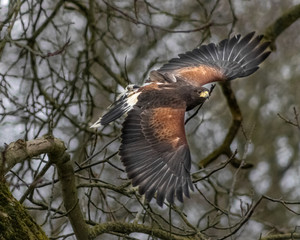 BIRDS OF PREY