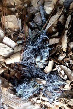 Owl or hawk regurgitated pellet/leftovers of fur and bone, found in woods at Massasoit State Park in Taunton, Massachusetts