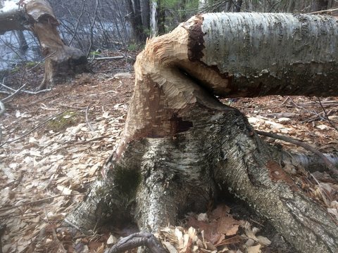 Birch tree chewed down by beaver at Massasoit State Park in Taunton, Massachusetts