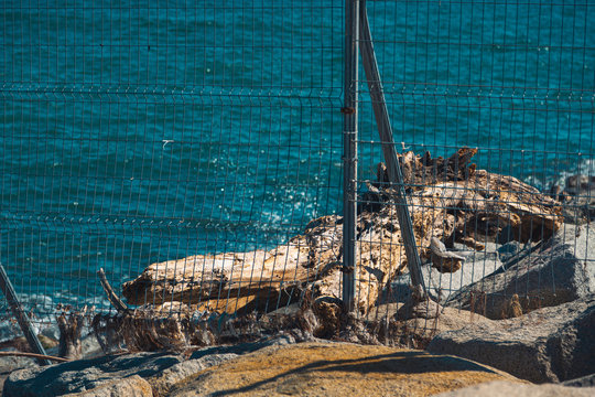 tronco arrastrado por la marea 