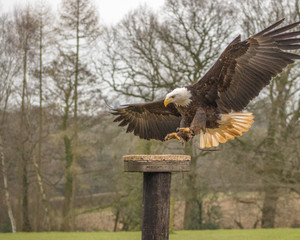 BIRDS OF PREY
