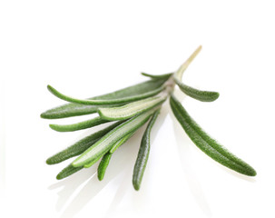 Fresh green rosemary sprig isolated on a white background